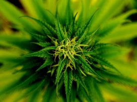 orígenes del Cannabis