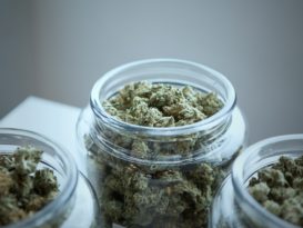 conservar cannabis